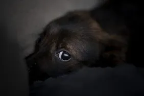 Scared dog hiding in dark, much like the one strangled in a parking lot by a California woman.