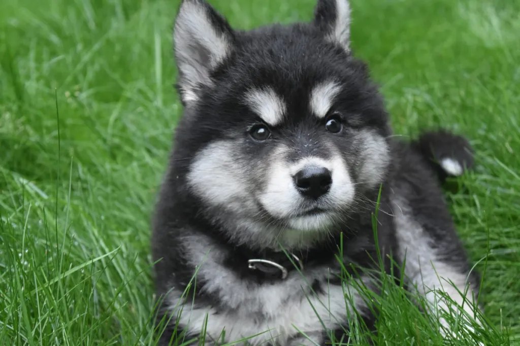Stunning young alaskan husky puppy