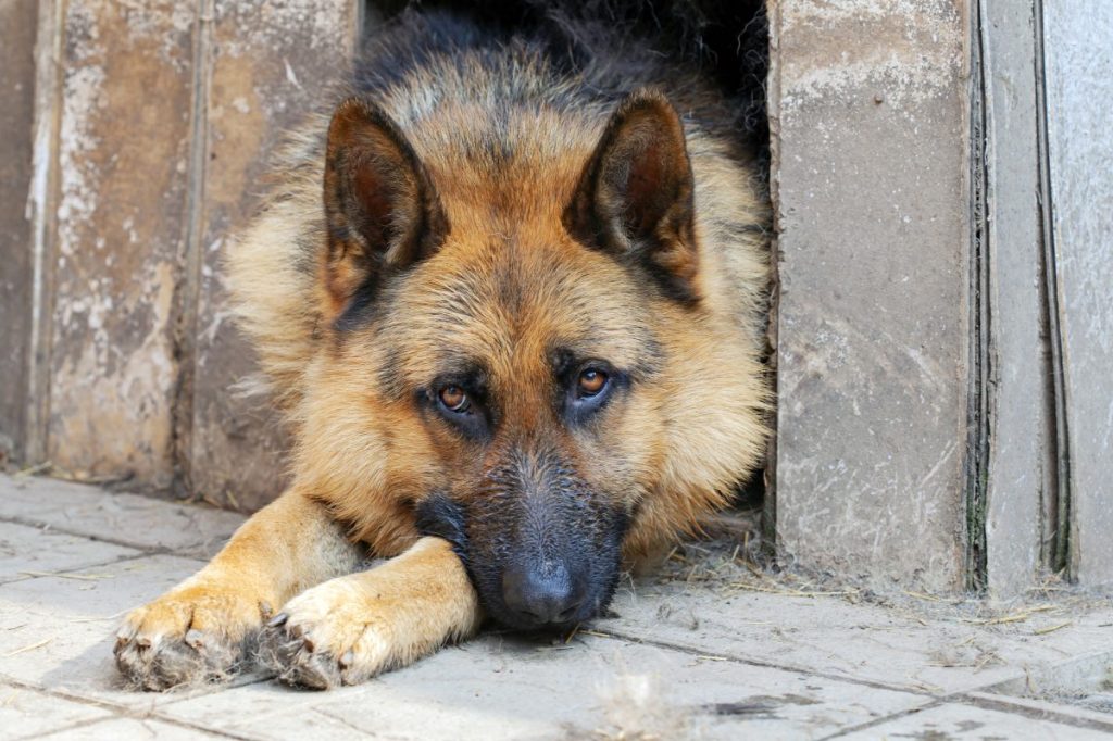 German Shepherd looks out of the booth. Close-up.