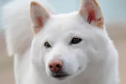 White Japanese dog Kishu Ken.