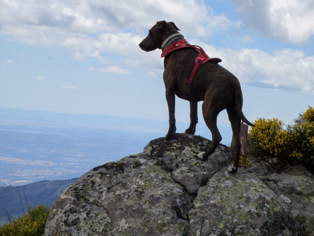 A shot of a Taiwan dog standing on a cliff