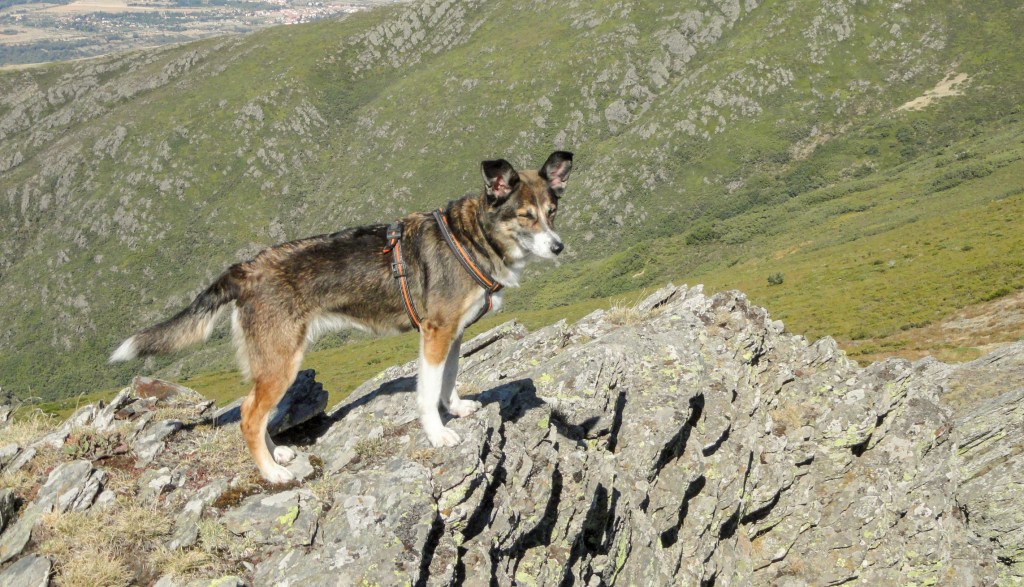 Norwegian Lundehund who might be a polydactyly dog.