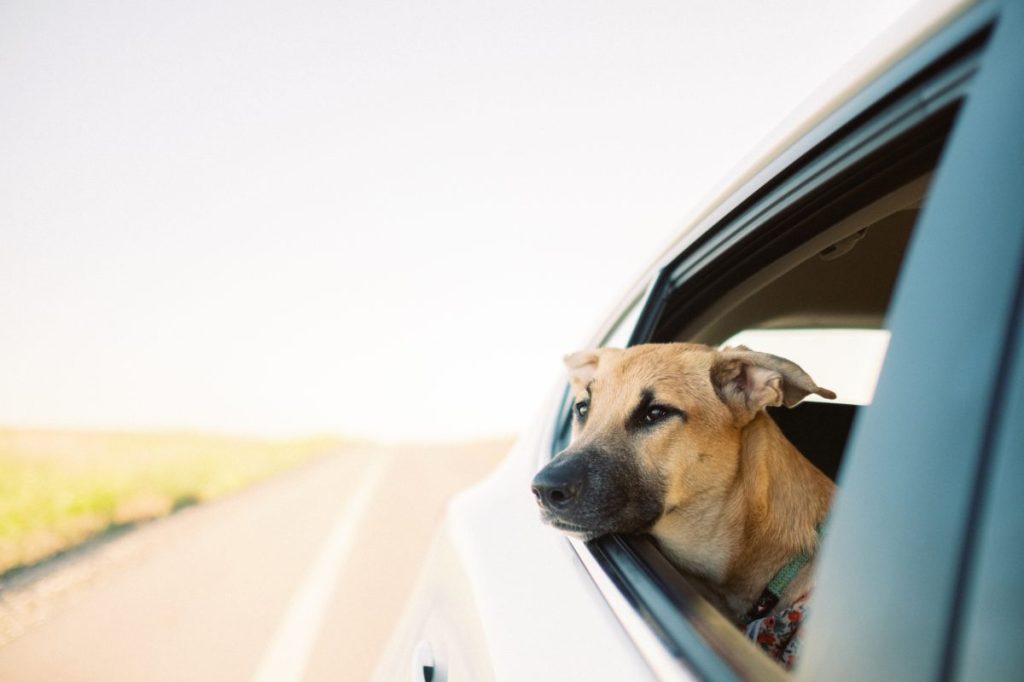 A cute brown Taiwan Dog or Formosan mountain dog looking out of a car window during daytime