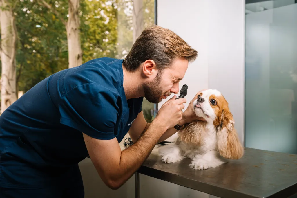 Un chien examiné à la recherche de signes de membranes pupillaires persistantes (PPM).