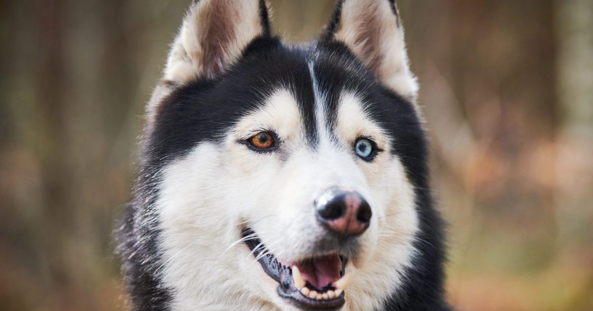 Siberian Husky dog portrait with blue eyes and gray coat color, cute sled dog breed
