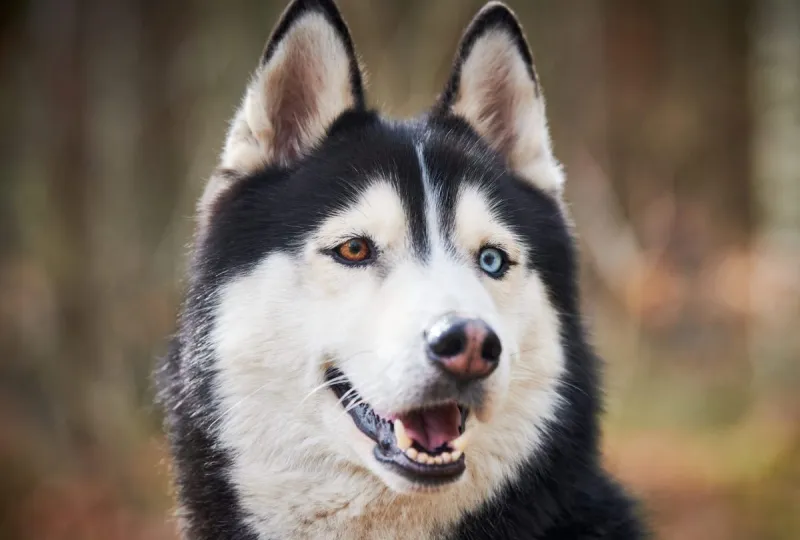 Siberian Husky eyes