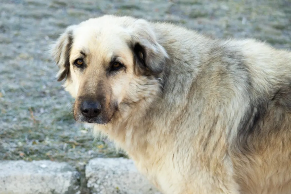 Anatolian Shepherd Great Pyrenees Mix standing looking at the camera