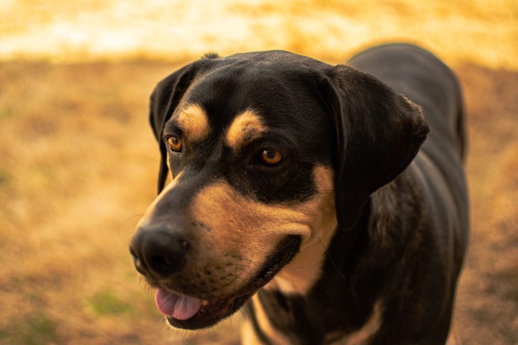 A closeup of a Transylvanian Hound in a field with a blurry background