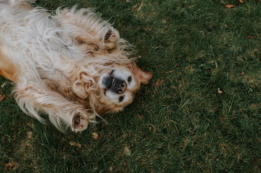 A golden retriever lying on his back on grass with paws up in the air, one way to help your dog live longer