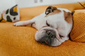 A bored english bulldog lying down and resting on sofa