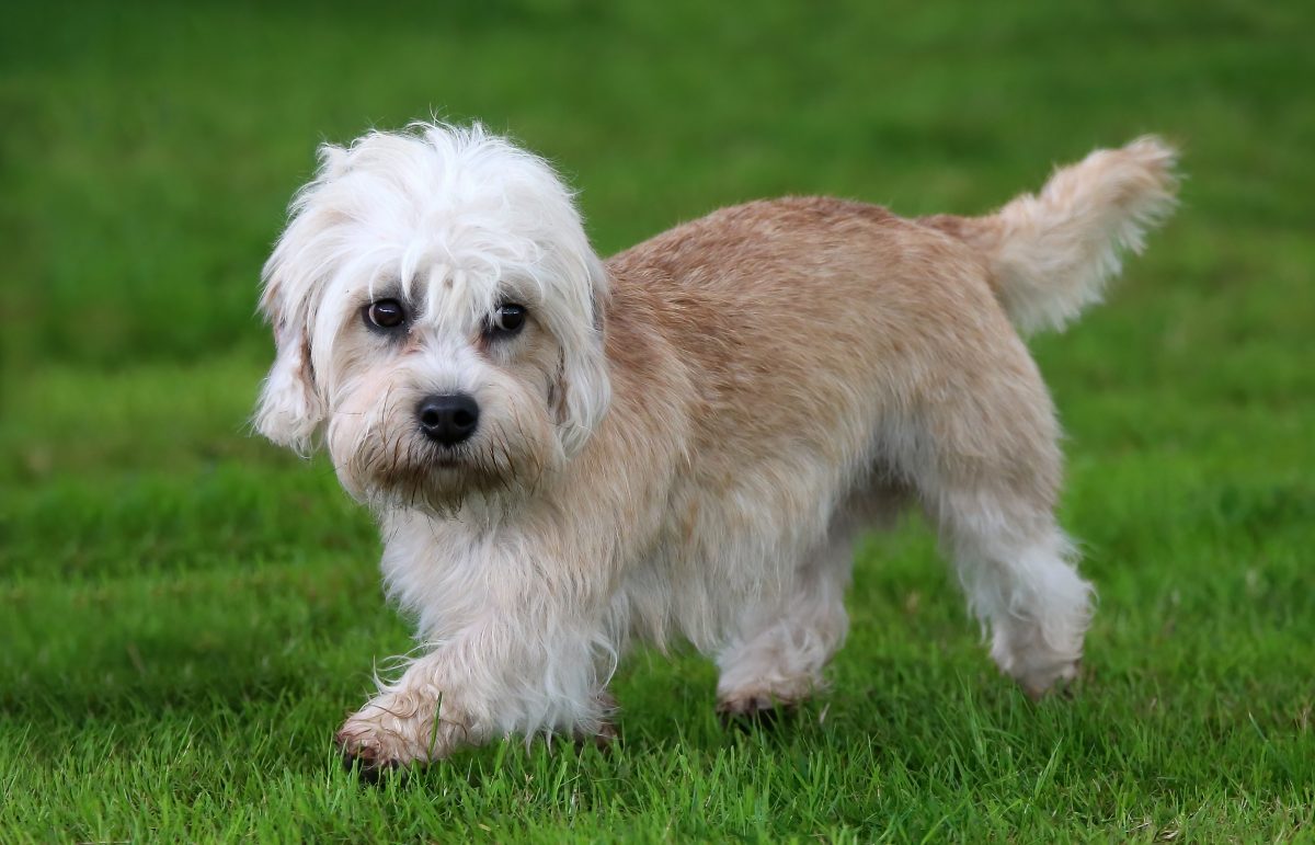 Dandie dinmont hot sale terrier terrier