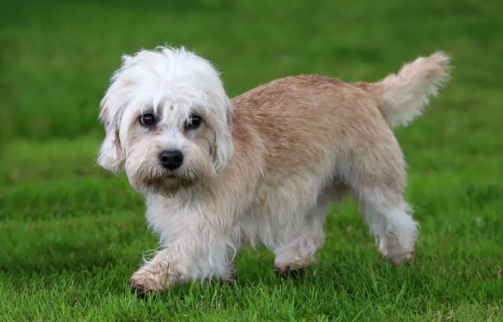 Dandie Dinmont Terrier, a rare British breed of dog