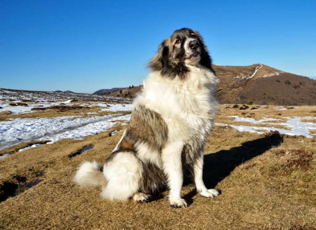 Beautiful Anatolian Pyrenees Mountain Dog in the mountain, this is a sheepdog breed.