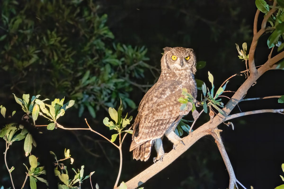 Owl Nearly Snatches Dog Injures Dog Owner   GettyImages 1485213070 E1700152970451 