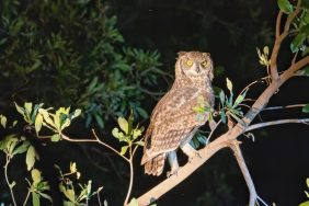 Owl standing on a tree at night, like the one involved in owl attack on Medfield man
