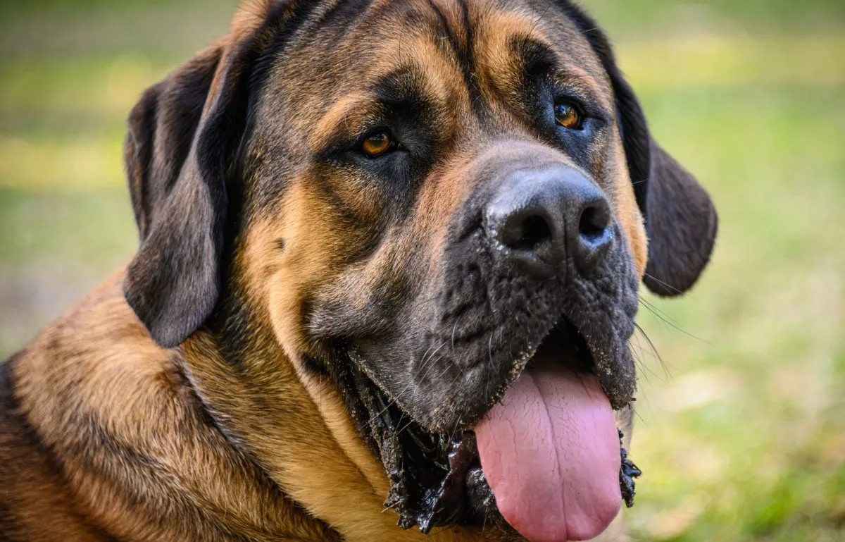 How much should shop a mastiff puppy eat