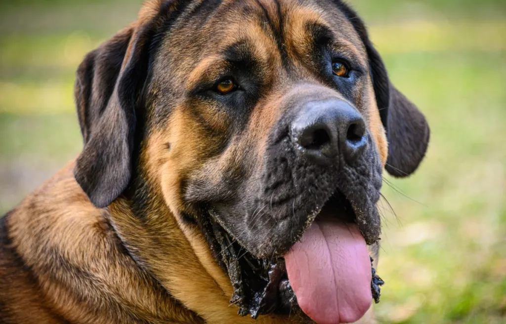 what is largest mastiff breed