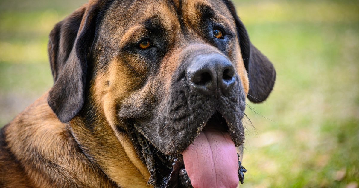 Www Dog And Gril Fast Time Blood Sex Video - Mastiff Dog Breed Information & Characteristics