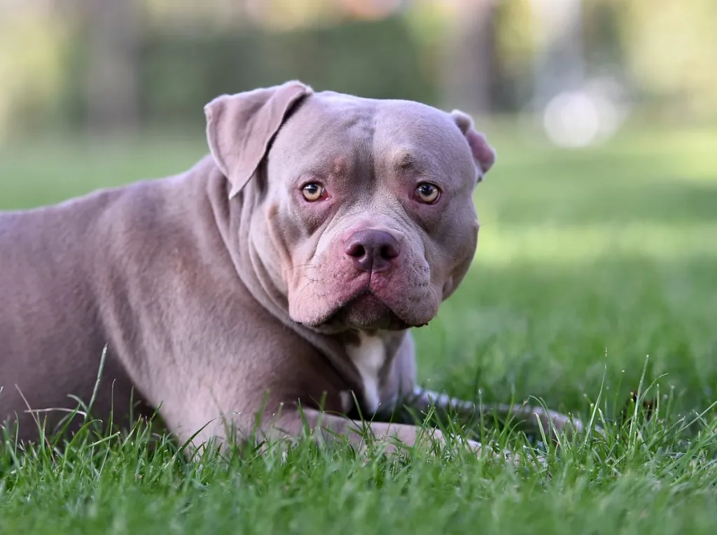 An American Bully laying on the grass, just like the dog shot in apartment building in Boston.