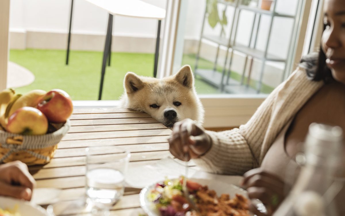 Dog ate fruit outlet cake