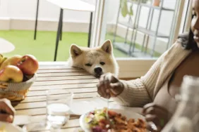 Thanksgiving foods dog should avoid
