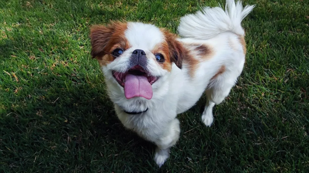 Photo of a cute Japanese Chin puppy looking up at the camera with what appears to be a big smile on his face
