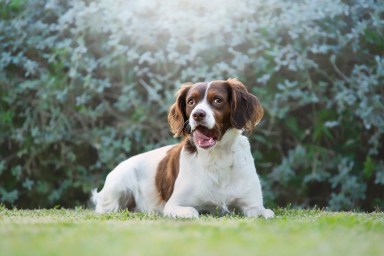 An English Springer Spaniel who might be suffering from psoriasiform-lichenoid dermatosis.