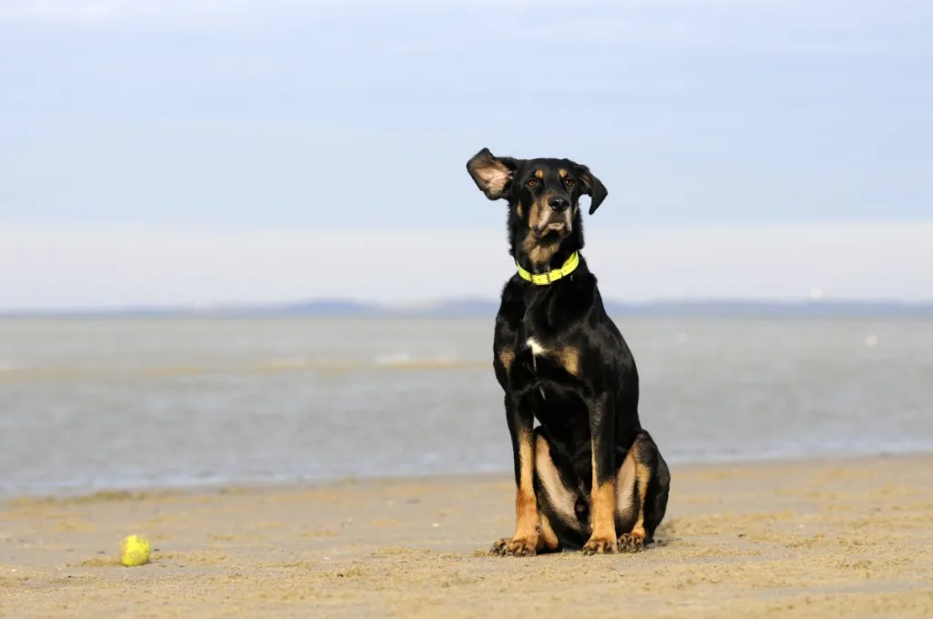 Photograph of the rare breed Transylvanian hound. An Hungarian hunting dog.