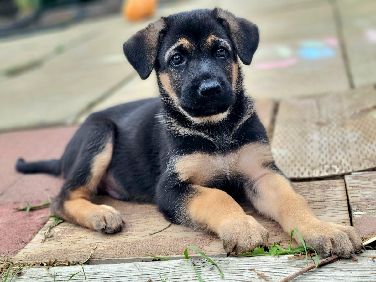 King Shepherd Dog Breed Information & Characteristics