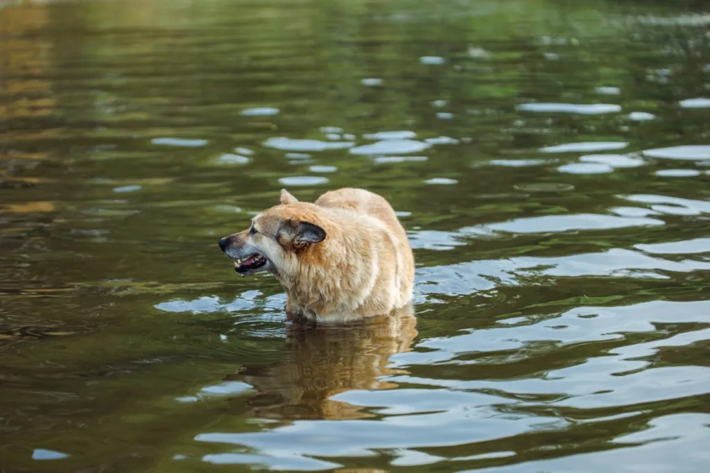 Dog stranded inside a still river, like the Brookfield dog rescued