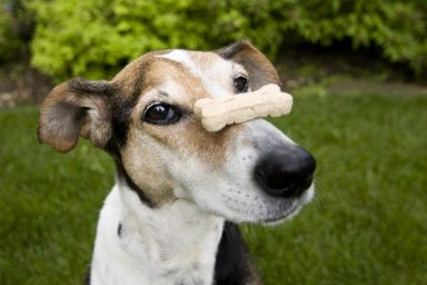 Beagle mix balancing dog bone on nose, concept for patience, waiting. Advanced Tricks To Teach Your Dog