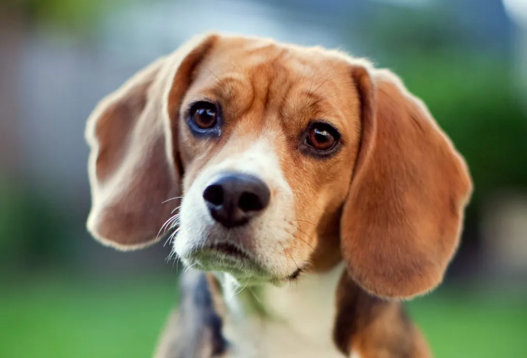 Cute Beagle At Park