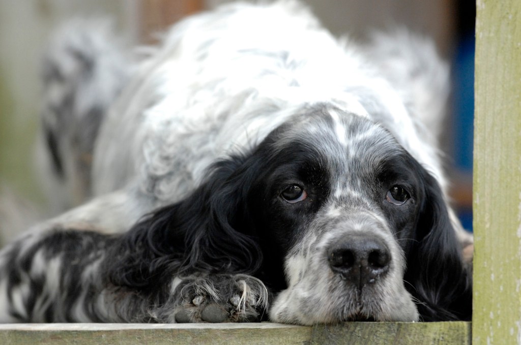 Un Springer Spaniel anglais qui pourrait souffrir de dermatose psoriasiforme-lichénoïde.