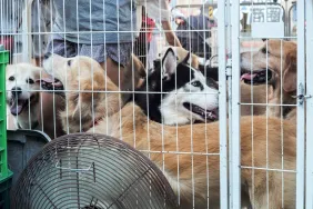 Abandoned dogs waiting to be adopted.
