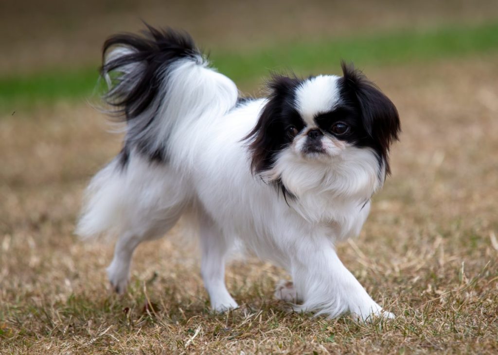 Black and white Japanese Chin, also known as the Japanese Spaniel, on the move