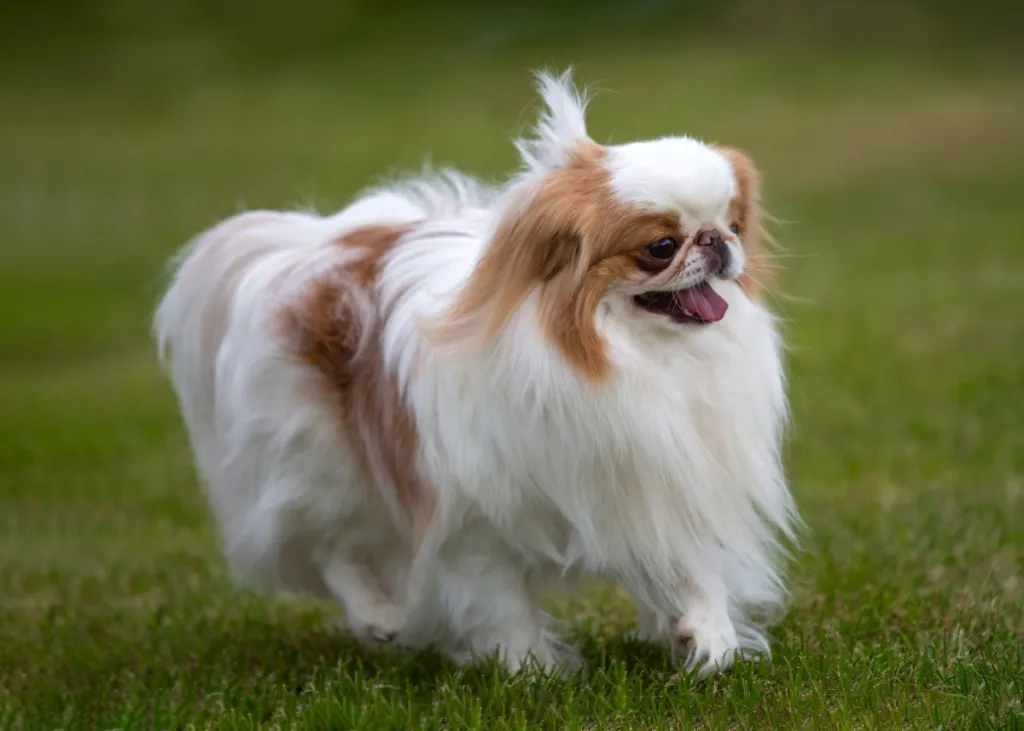 Red and white Japanese Chin dog walking on grass