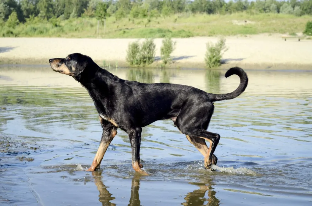 "Transylvanian hound, walking in the water."
