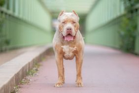 American Bully XLs join the list of banned dog breeds in the UK.