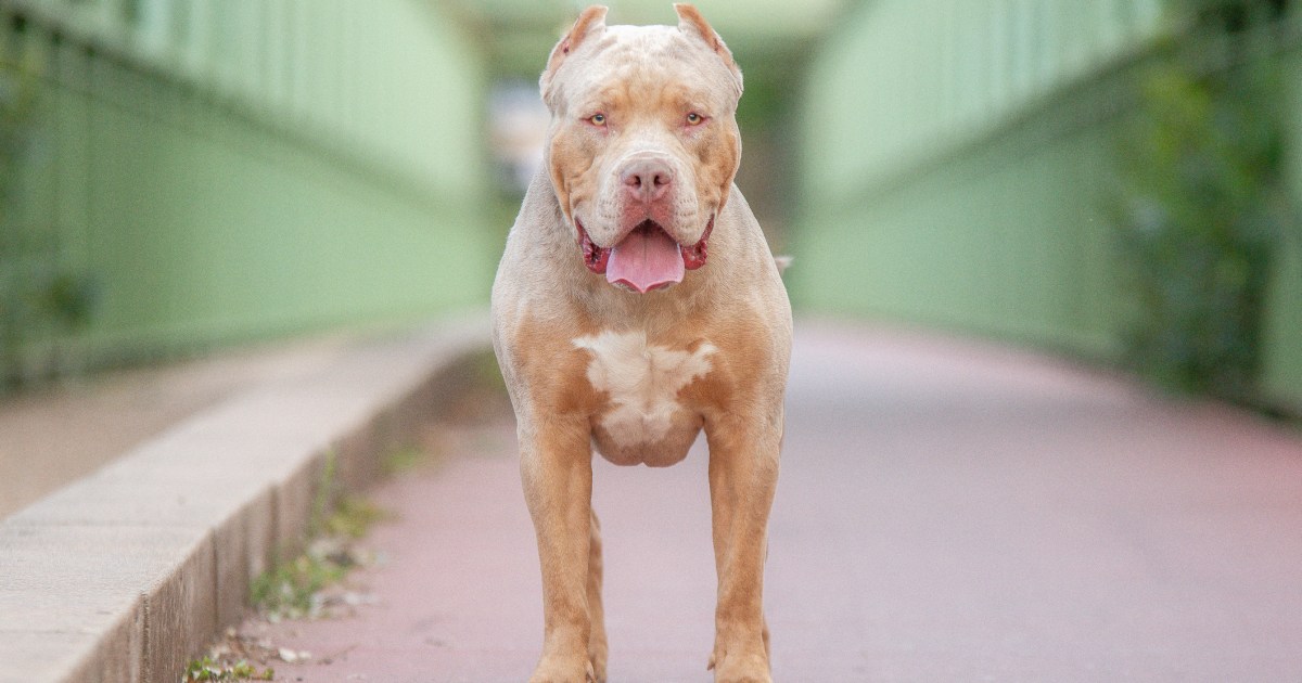 Everything you need to know about the American XL Bully dog ban