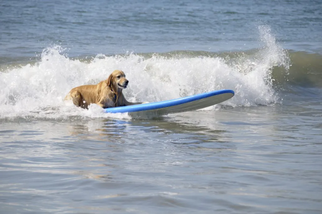 Dog surfing at the beach, just like Ricochet the surf dog