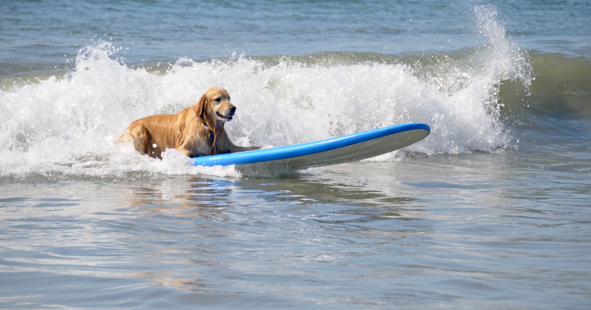 Acclaimed Sculptor May Create a “Ricochet the Surf Dog” Statue