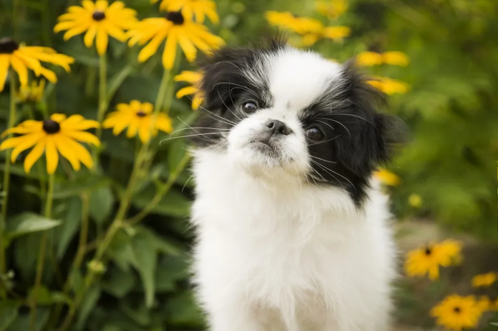 "Photo of a Japanese Chin puppy sitting in a flower garden, looking at the camera with her head cocked to one side."