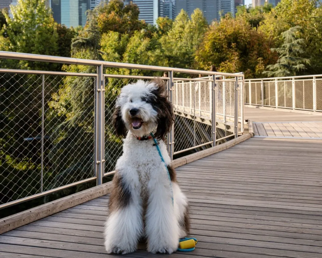 Sheepadoodle (Old English Sheep Dog/Poodle) standing on the path in Brooklyn Bridge Park, Manhattan skyline seen on the background