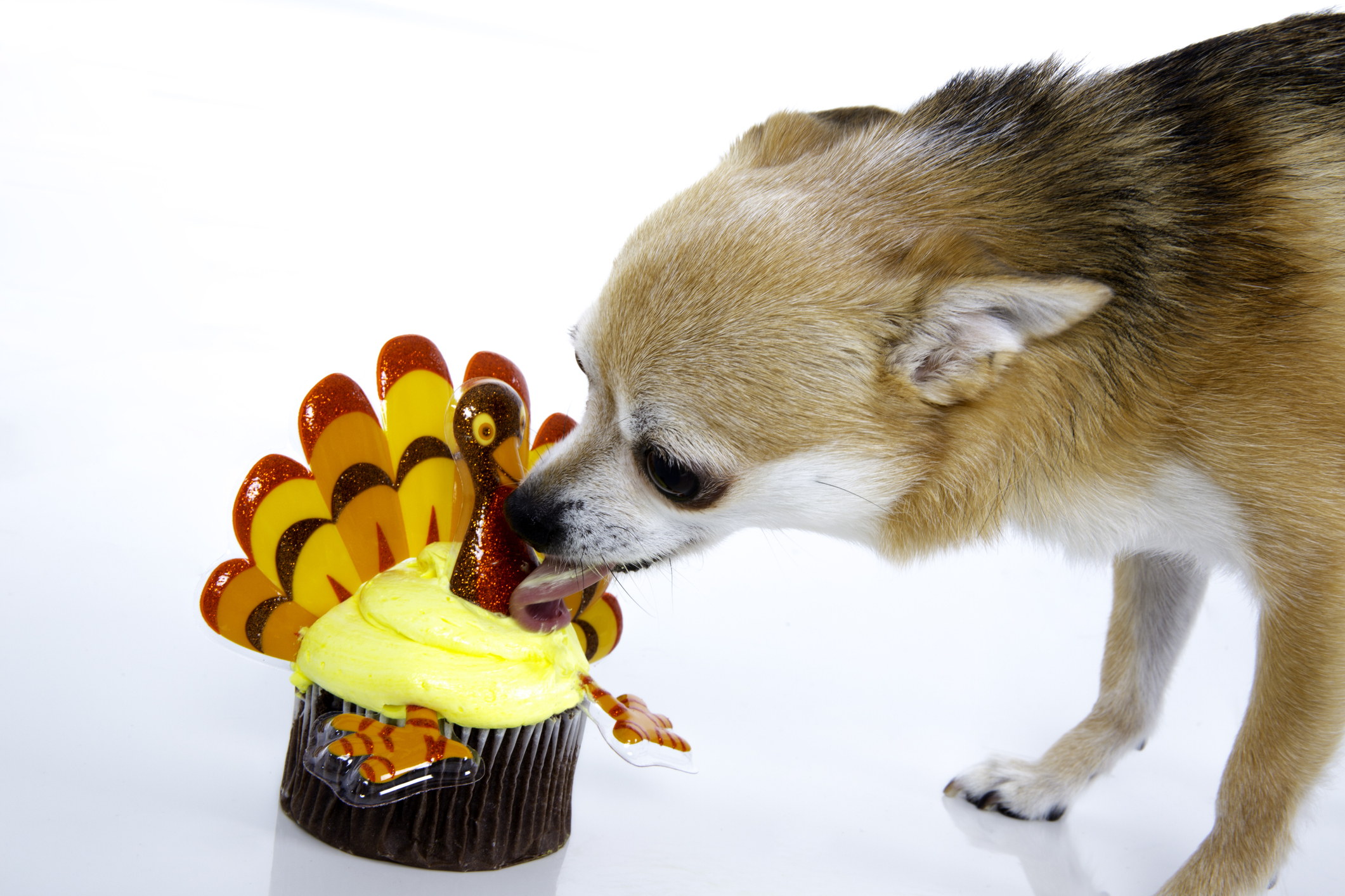 What Thanksgiving Foods Can You Safely Share With Your Dog?