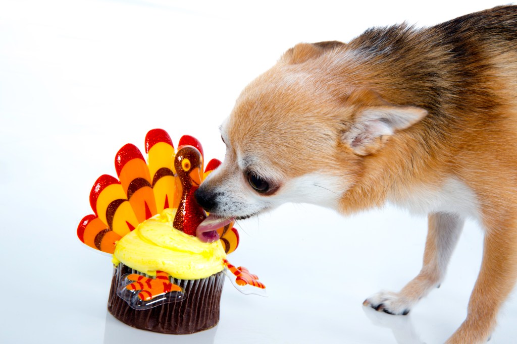 Delicious and funny turkey cupcake which is a Thanksgiving food dogs should not be eating.