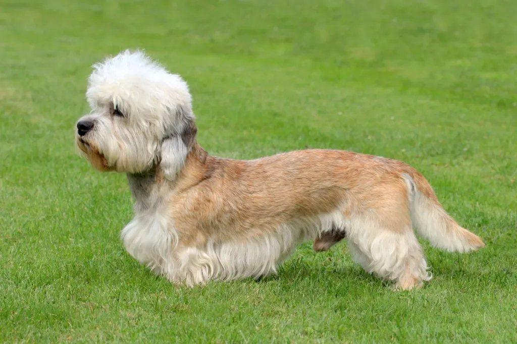 The Dandie Dinmont Terrier on the green grass