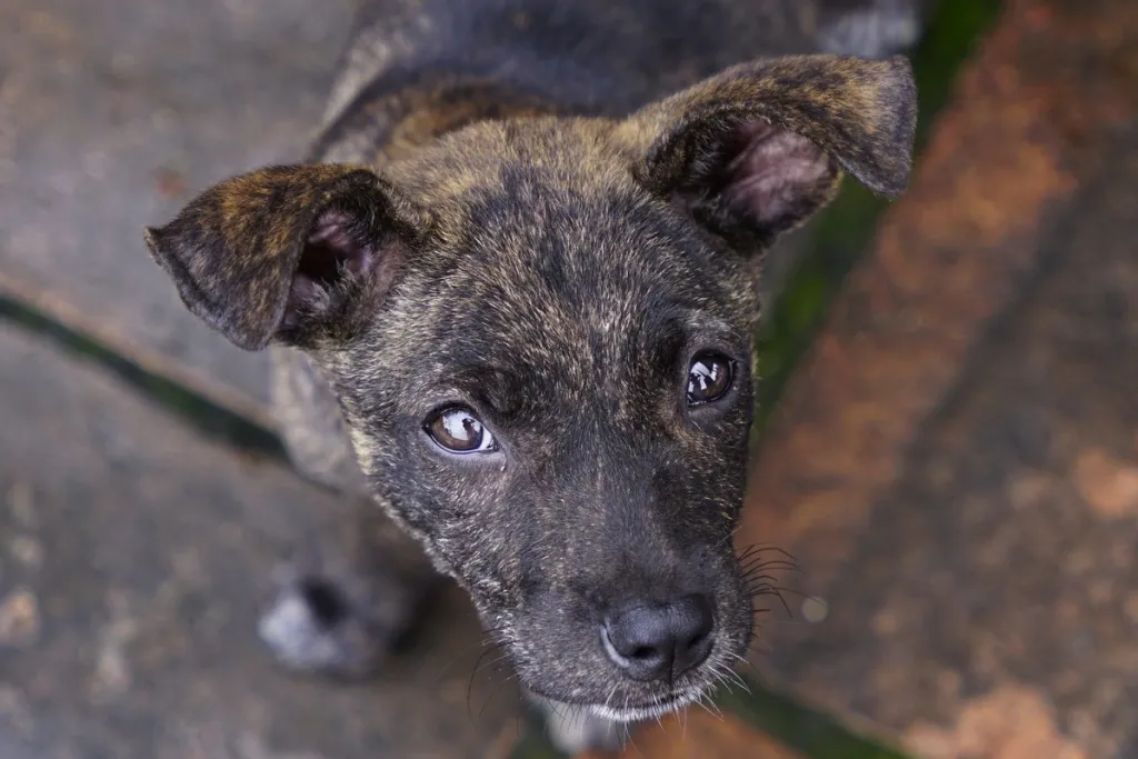 Photo of a Taiwan Dog puppy looking up