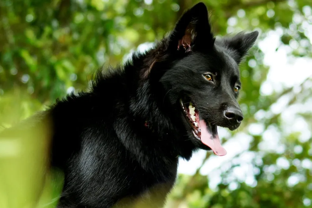 a loyal Formosan Mountain Dog standing in greenery