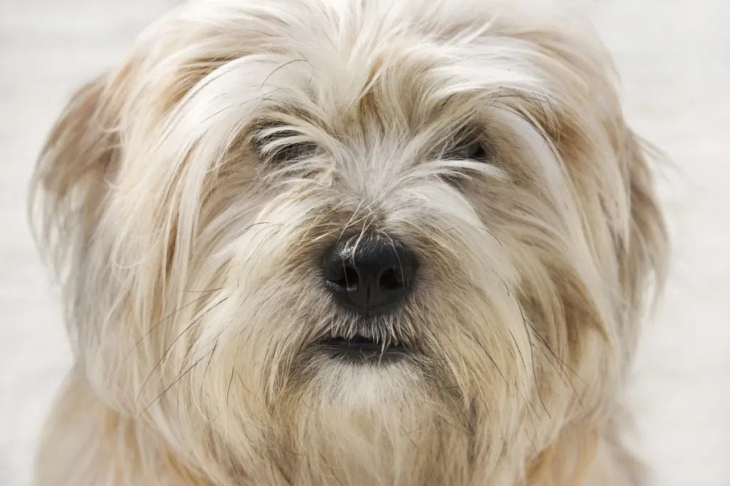 "Close up of a Dandie Dinmont Terrier, shallow depth of field."