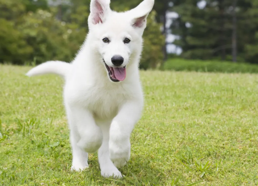 White German shepherd puppy running through field